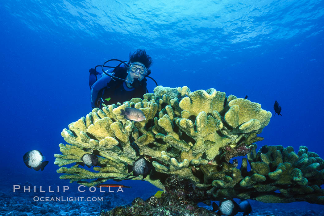 SCUBA diving in Hawaii. USA, natural history stock photograph, photo id 36258