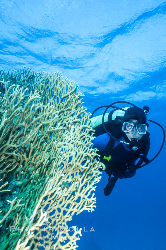 SCUBA Diving in the Red Sea, Egypt. Egyptian Red Sea, natural history stock photograph, photo id 36253