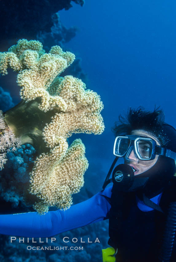SCUBA Diving in the Red Sea, Egypt. Egyptian Red Sea, natural history stock photograph, photo id 36257