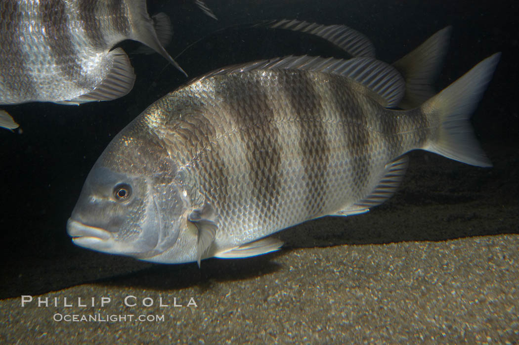 Sheepshead., Archosargus probatocephalus, Stenotomus chrysops, natural history stock photograph, photo id 11046