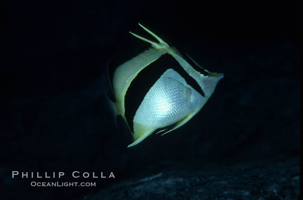 Scythe-mark butterflyfish. Guadalupe Island (Isla Guadalupe), Baja California, Mexico, Prognathodes falcifer, natural history stock photograph, photo id 04622