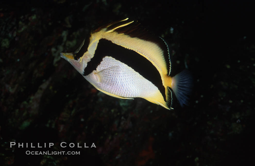 Scythe-mark butterflyfish. Guadalupe Island (Isla Guadalupe), Baja California, Mexico, Prognathodes falcifer, natural history stock photograph, photo id 01252