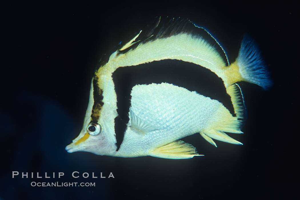 Scythe-mark butterflyfish. Guadalupe Island (Isla Guadalupe), Baja California, Mexico, Prognathodes falcifer, natural history stock photograph, photo id 04612