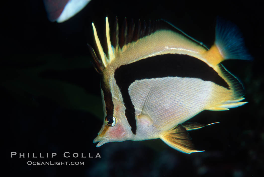 Scythe-mark butterflyfish. Guadalupe Island (Isla Guadalupe), Baja California, Mexico, Prognathodes falcifer, natural history stock photograph, photo id 05063