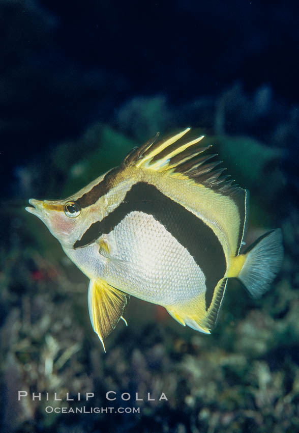 Scythe-marked butterflyfish. Guadalupe Island (Isla Guadalupe), Baja California, Mexico, Prognathodes falcifer, natural history stock photograph, photo id 02397