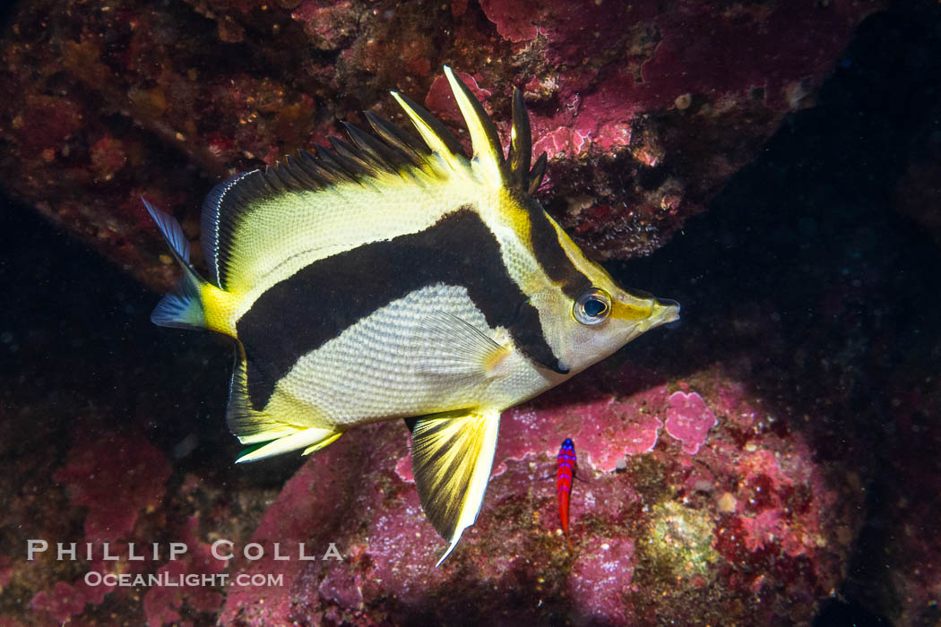 Scythe-mark butterflyfish, Prognathodes falcifer, Catalina Island., Prognathodes falcifer, natural history stock photograph, photo id 40516