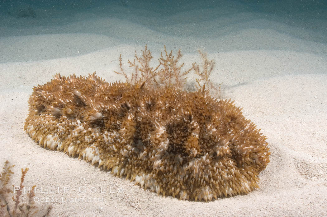 Unidentified sea cucumber on the shallow sand banks of the Northern Bahamas., natural history stock photograph, photo id 10830