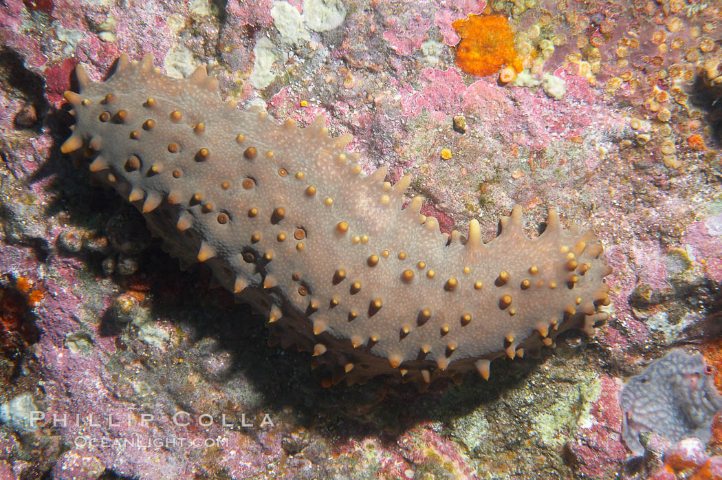 Unidentified sea cucumber. Cousins, Galapagos Islands, Ecuador, natural history stock photograph, photo id 16426