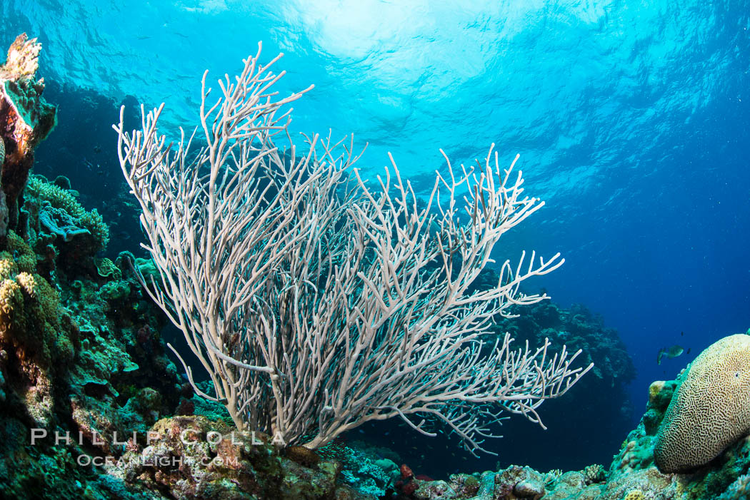 Sea fan captures passing planktonic food in ocean currents, Fiji. Vatu I Ra Passage, Bligh Waters, Viti Levu  Island, Ellisella, natural history stock photograph, photo id 31642