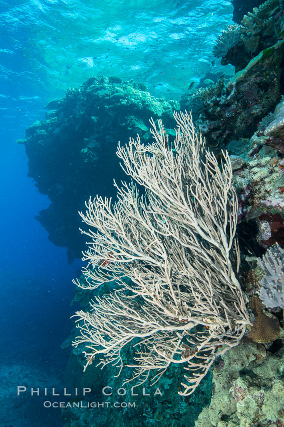 Sea fan captures passing planktonic food in ocean currents, Fiji., Ellisella, natural history stock photograph, photo id 31838