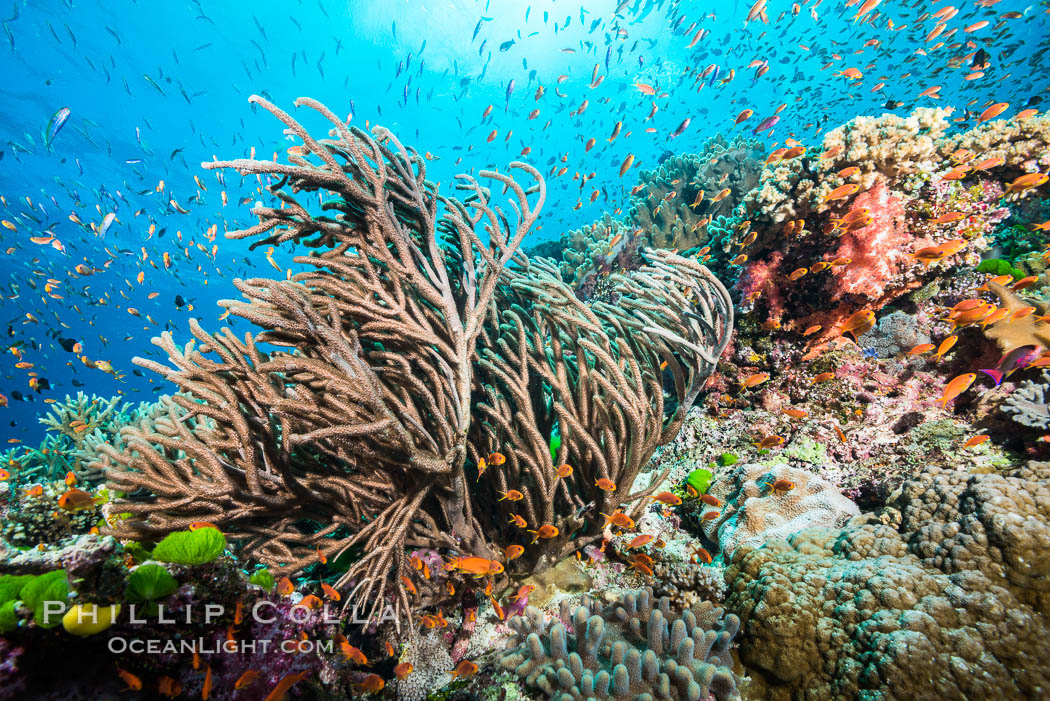 Branching whip coral (Ellisella sp) captures passing planktonic food in ocean currents, Fiji., Ellisella, Pseudanthias, natural history stock photograph, photo id 31324