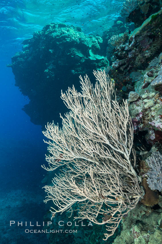 Branching whip coral (Ellisella sp.) captures passing planktonic food in ocean currents, Fiji., Ellisella, natural history stock photograph, photo id 31424