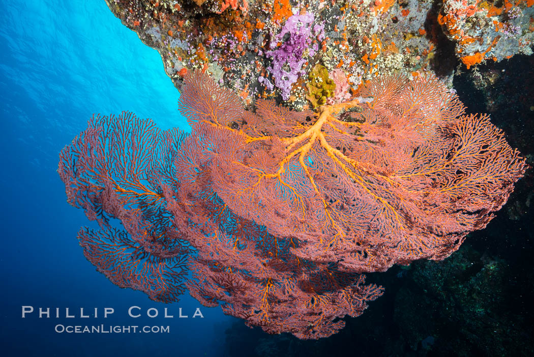 Plexauridae sea fan or gorgonian on coral reef.  This gorgonian is a type of colonial alcyonacea soft coral that filters plankton from passing ocean currents. Vatu I Ra Passage, Bligh Waters, Viti Levu  Island, Fiji, Gorgonacea, Plexauridae, natural history stock photograph, photo id 31654