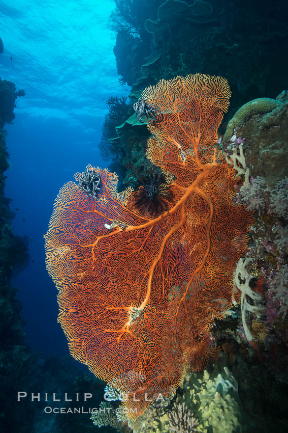 Sea fan or gorgonian on coral reef.  This gorgonian is a type of colonial alcyonacea soft coral that filters plankton from passing ocean currents. Vatu I Ra Passage, Bligh Waters, Viti Levu  Island, Fiji, Gorgonacea, Plexauridae, natural history stock photograph, photo id 31670