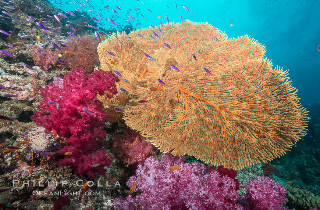 Plexauridae sea fan or gorgonian on coral reef.  This gorgonian is a type of colonial alcyonacea soft coral that filters plankton from passing ocean currents. Gau Island, Lomaiviti Archipelago, Fiji, Dendronephthya, Gorgonacea, Plexauridae, natural history stock photograph, photo id 31722