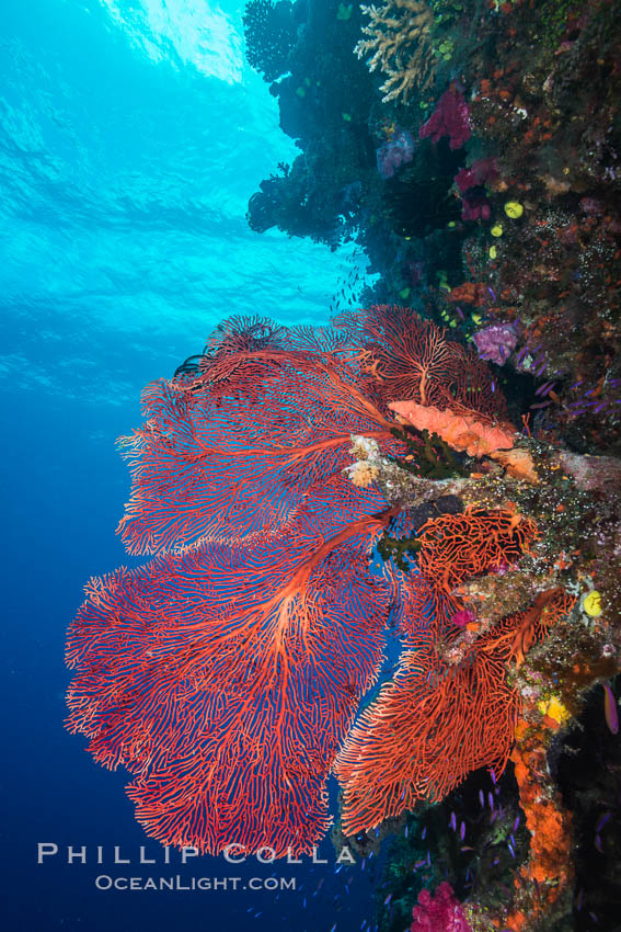 Plexauridae sea fan or gorgonian on coral reef.  This gorgonian is a type of colonial alcyonacea soft coral that filters plankton from passing ocean currents. Namena Marine Reserve, Namena Island, Fiji, Gorgonacea, Plexauridae, natural history stock photograph, photo id 31814