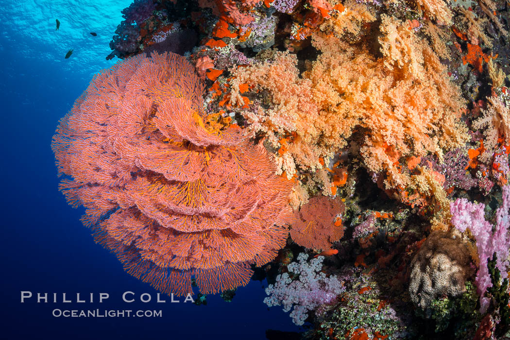 Plexauridae sea fan or gorgonian on coral reef.  This gorgonian is a type of colonial alcyonacea soft coral that filters plankton from passing ocean currents. Vatu I Ra Passage, Bligh Waters, Viti Levu  Island, Fiji, Dendronephthya, Gorgonacea, Plexauridae, natural history stock photograph, photo id 31344