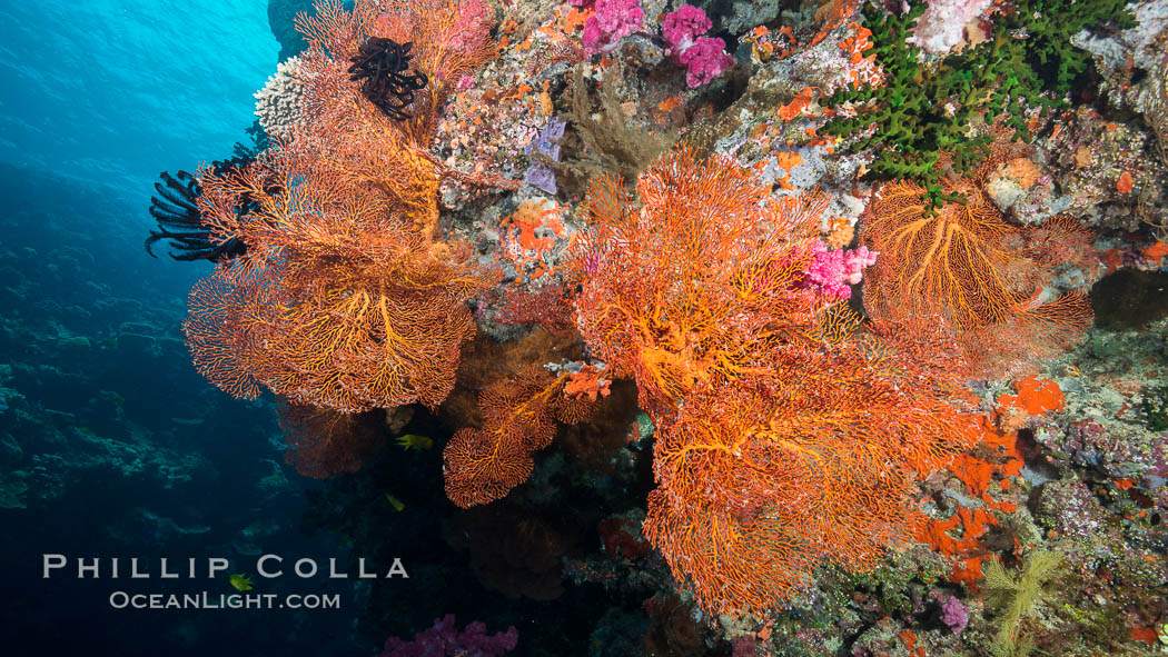 Sea fan or gorgonian on coral reef.  This gorgonian is a type of colonial alcyonacea soft coral that filters plankton from passing ocean currents. Vatu I Ra Passage, Bligh Waters, Viti Levu  Island, Fiji, Gorgonacea, natural history stock photograph, photo id 31472
