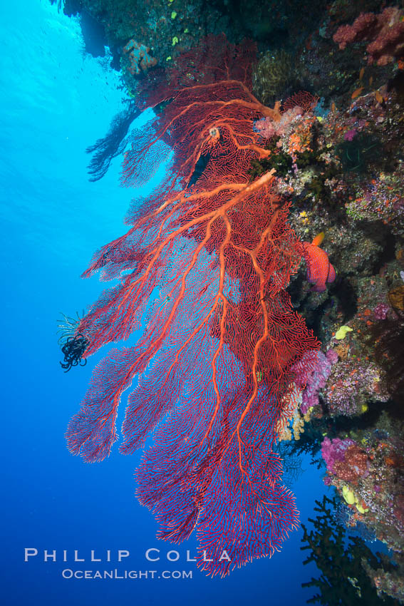 Plexauridae sea fan or gorgonian on coral reef.  This gorgonian is a type of colonial alcyonacea soft coral that filters plankton from passing ocean currents. Namena Marine Reserve, Namena Island, Fiji, Gorgonacea, Plexauridae, natural history stock photograph, photo id 31576