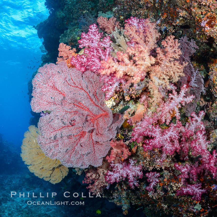 Sea fan or gorgonian on coral reef.  This gorgonian is a type of colonial alcyonacea soft coral that filters plankton from passing ocean currents. Fiji, Dendronephthya, Gorgonacea, natural history stock photograph, photo id 31443