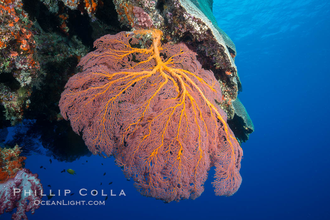 Plexauridae sea fan or gorgonian on coral reef.  This gorgonian is a type of colonial alcyonacea soft coral that filters plankton from passing ocean currents. Vatu I Ra Passage, Bligh Waters, Viti Levu  Island, Fiji, Gorgonacea, Plexauridae, natural history stock photograph, photo id 31471