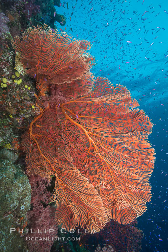 Plexauridae sea fan or gorgonian on coral reef.  This gorgonian is a type of colonial alcyonacea soft coral that filters plankton from passing ocean currents. Namena Marine Reserve, Namena Island, Fiji, Gorgonacea, Plexauridae, natural history stock photograph, photo id 31587