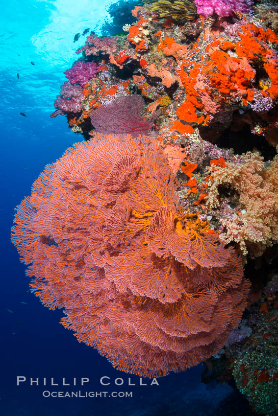 Plexauridae sea fan or gorgonian on coral reef.  This gorgonian is a type of colonial alcyonacea soft coral that filters plankton from passing ocean currents. Vatu I Ra Passage, Bligh Waters, Viti Levu  Island, Fiji, Gorgonacea, Plexauridae, natural history stock photograph, photo id 31627