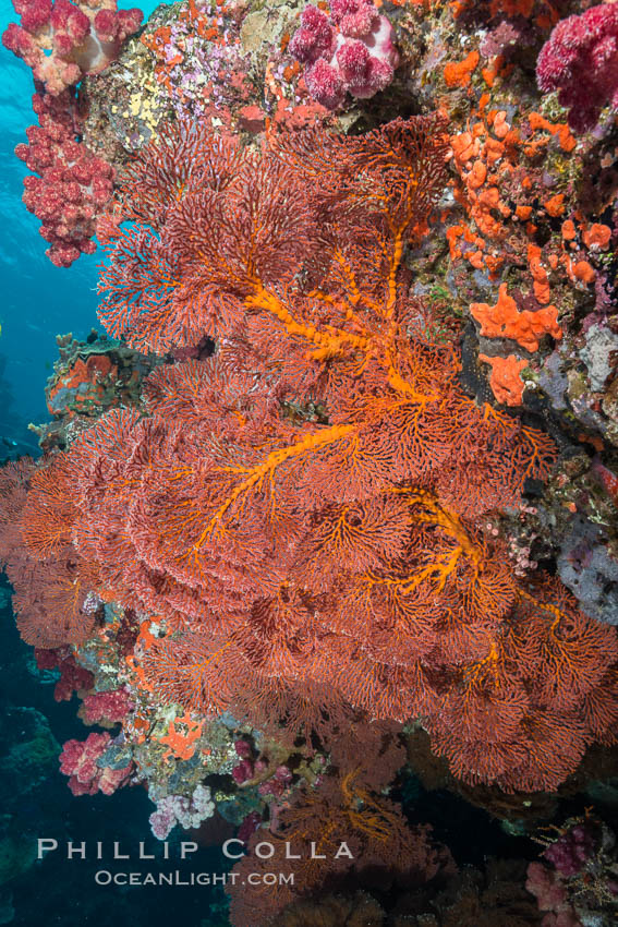 Plexauridae sea fan or gorgonian on coral reef.  This gorgonian is a type of colonial alcyonacea soft coral that filters plankton from passing ocean currents. Vatu I Ra Passage, Bligh Waters, Viti Levu  Island, Fiji, Gorgonacea, Plexauridae, natural history stock photograph, photo id 31659