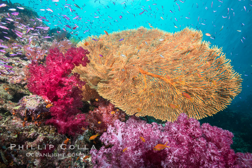 Sea fan or gorgonian on coral reef.  This gorgonian is a type of colonial alcyonacea soft coral that filters plankton from passing ocean currents. Gau Island, Lomaiviti Archipelago, Fiji, Dendronephthya, Gorgonacea, natural history stock photograph, photo id 31333