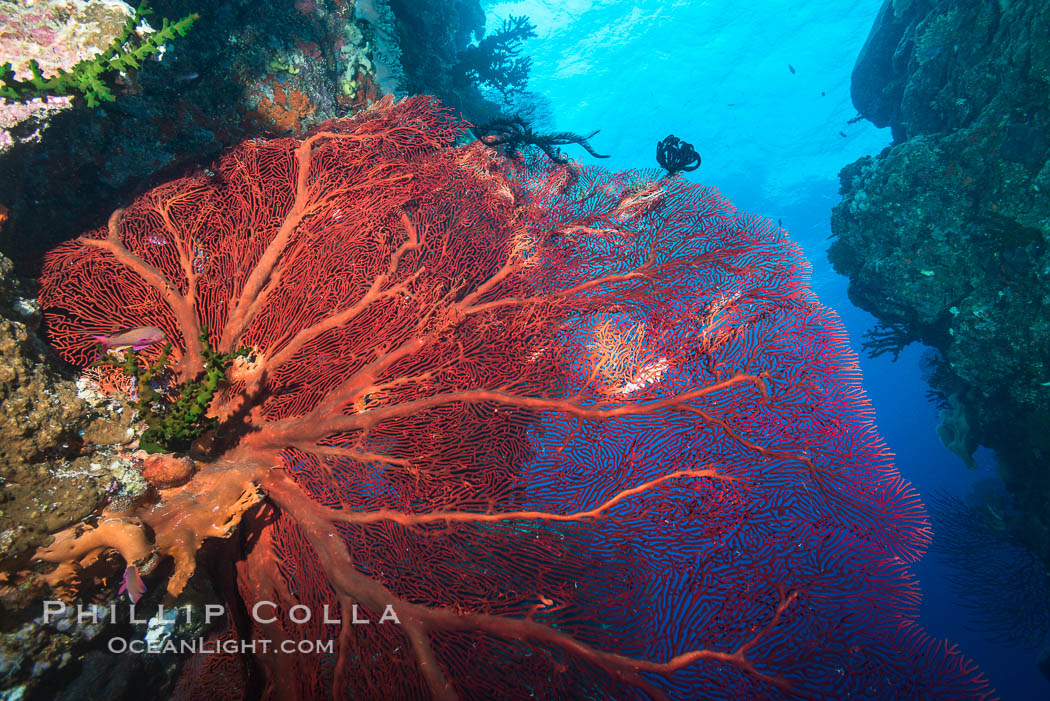 Plexauridae sea fan or gorgonian on coral reef.  This gorgonian is a type of colonial alcyonacea soft coral that filters plankton from passing ocean currents. Vatu I Ra Passage, Bligh Waters, Viti Levu  Island, Fiji, Gorgonacea, Plexauridae, natural history stock photograph, photo id 31669