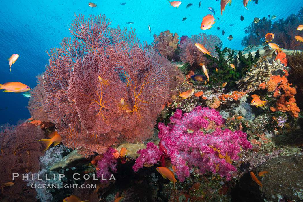 Sea fan gorgonian and dendronephthya soft coral on coral reef.  Both the sea fan gorgonian and the dendronephthya  are type of alcyonacea soft corals that filter plankton from passing ocean currents. Vatu I Ra Passage, Bligh Waters, Viti Levu  Island, Fiji, Dendronephthya, Gorgonacea, Pseudanthias, natural history stock photograph, photo id 31474