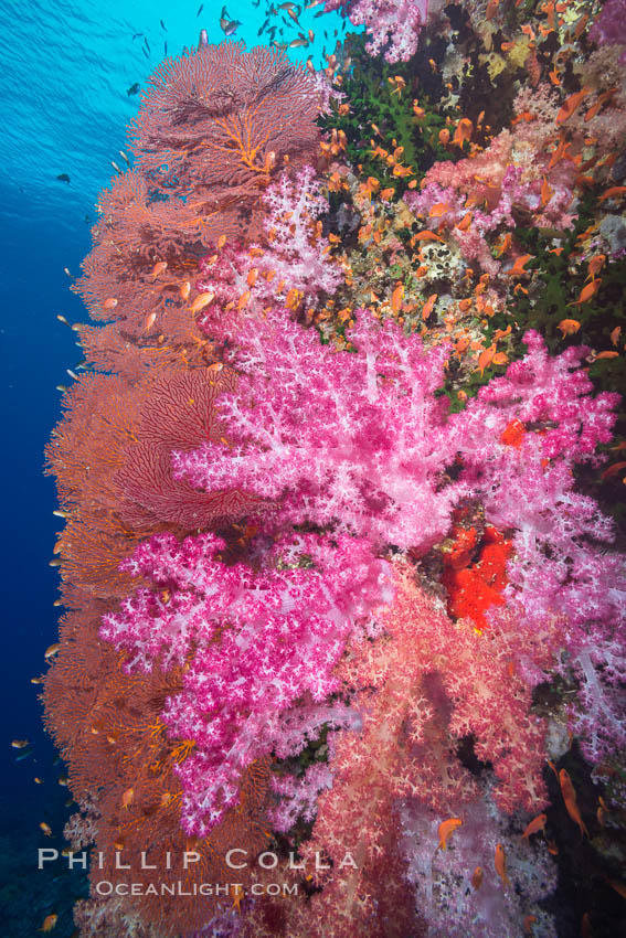 Sea fan gorgonian and dendronephthya soft coral on coral reef.  Both the sea fan gorgonian and the dendronephthya  are type of alcyonacea soft corals that filter plankton from passing ocean currents. Vatu I Ra Passage, Bligh Waters, Viti Levu  Island, Fiji, Dendronephthya, Gorgonacea, natural history stock photograph, photo id 31662