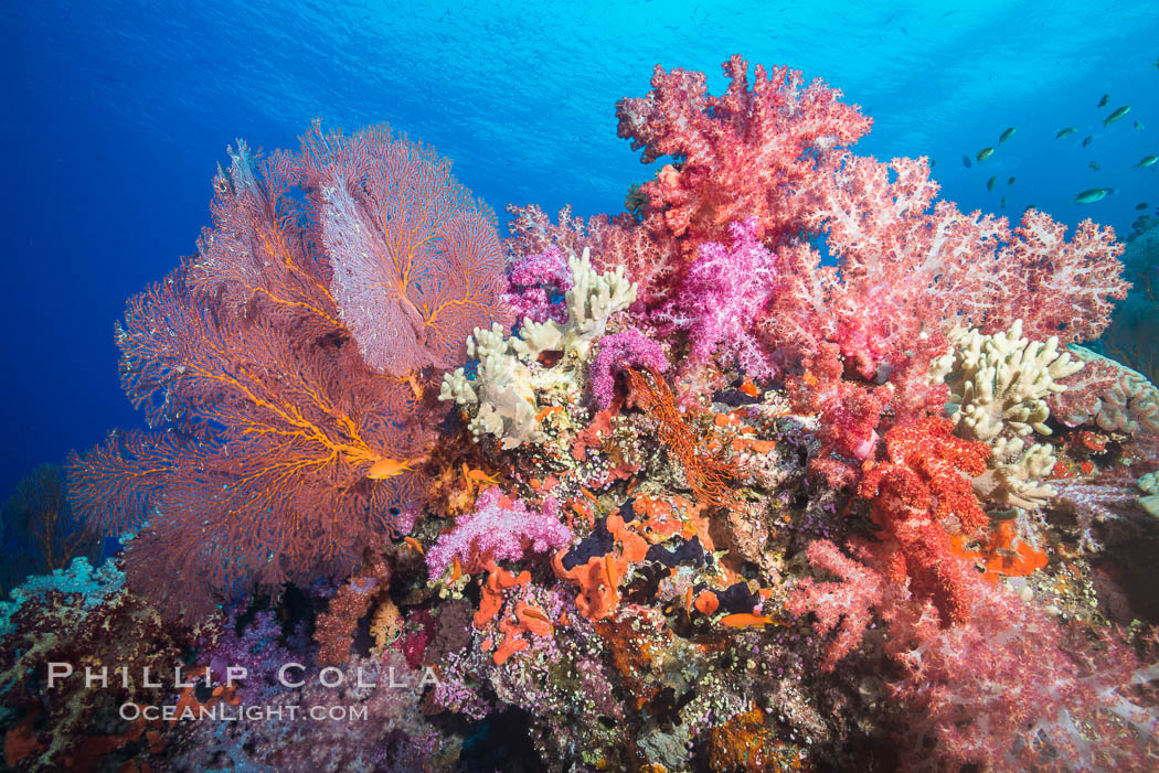 Sea fan gorgonian and dendronephthya soft coral on coral reef.  Both the sea fan gorgonian and the dendronephthya  are type of alcyonacea soft corals that filter plankton from passing ocean currents. Vatu I Ra Passage, Bligh Waters, Viti Levu  Island, Fiji, Dendronephthya, Gorgonacea, Plexauridae, natural history stock photograph, photo id 31666