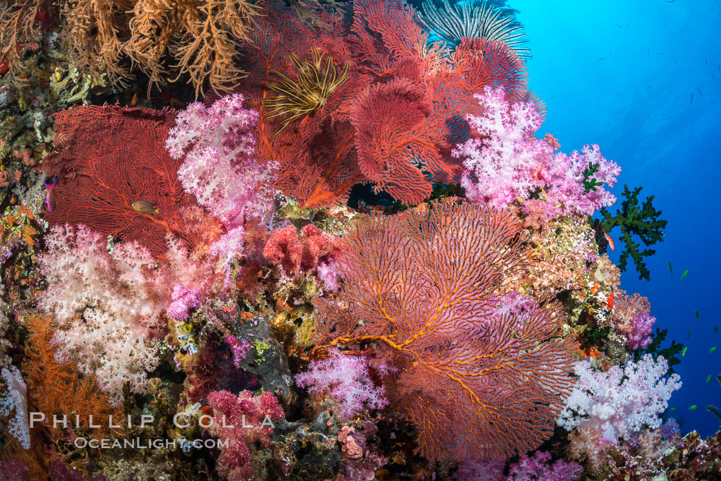 Sea fan gorgonian and dendronephthya soft coral on coral reef.  Both the sea fan gorgonian and the dendronephthya  are type of alcyonacea soft corals that filter plankton from passing ocean currents. Vatu I Ra Passage, Bligh Waters, Viti Levu  Island, Fiji, Dendronephthya, Gorgonacea, natural history stock photograph, photo id 31690