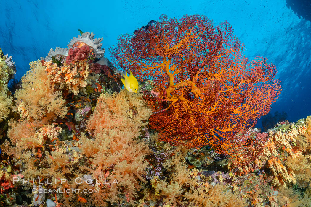 Sea fan gorgonian and dendronephthya soft coral on coral reef.  Both the sea fan gorgonian and the dendronephthya  are type of alcyonacea soft corals that filter plankton from passing ocean currents., Dendronephthya, Gorgonacea, natural history stock photograph, photo id 31444