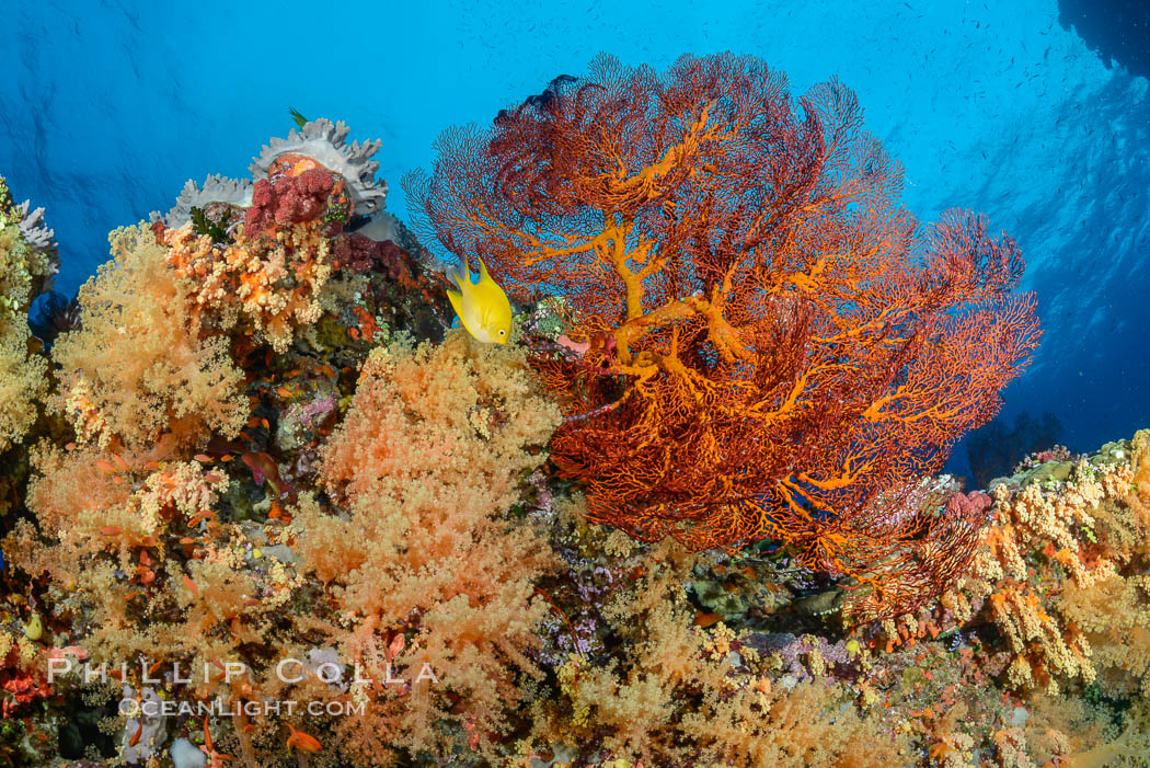 Sea fan gorgonian and dendronephthya soft coral on coral reef.  Both the sea fan gorgonian and the dendronephthya  are type of alcyonacea soft corals that filter plankton from passing ocean currents. Fiji, Dendronephthya, Gorgonacea, natural history stock photograph, photo id 31444