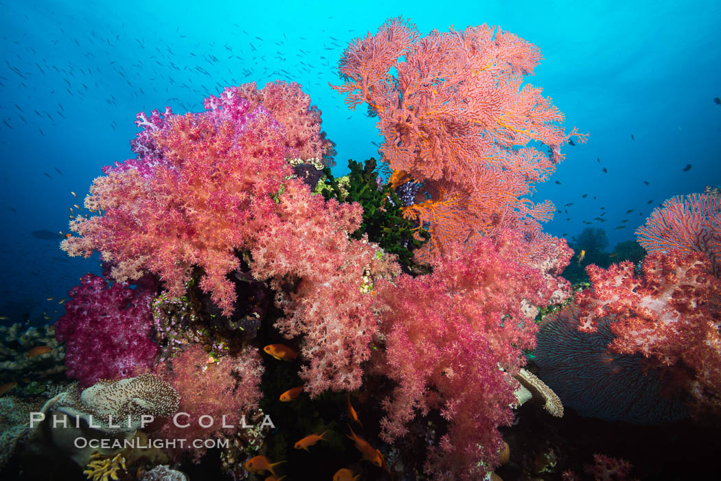Sea fan gorgonian and dendronephthya soft coral on coral reef.  Both the sea fan gorgonian and the dendronephthya  are type of alcyonacea soft corals that filter plankton from passing ocean currents. Fiji, Dendronephthya, Gorgonacea, natural history stock photograph, photo id 31616