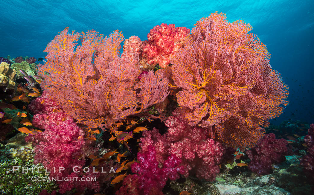 Plexauridae sea fan gorgonian and dendronephthya soft coral on coral reef.  Both the sea fan gorgonian and the dendronephthya  are type of alcyonacea soft corals that filter plankton from passing ocean currents. Fiji, Dendronephthya, Gorgonacea, Plexauridae, natural history stock photograph, photo id 31439