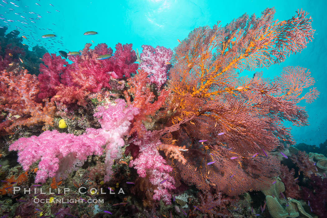 Plexauridae sea fan gorgonian and dendronephthya soft coral on coral reef.  Both the sea fan gorgonian and the dendronephthya  are type of alcyonacea soft corals that filter plankton from passing ocean currents. Gau Island, Lomaiviti Archipelago, Fiji, Dendronephthya, Gorgonacea, Plexauridae, natural history stock photograph, photo id 31525