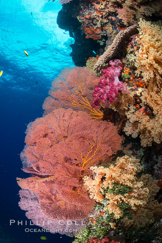 Sea fan gorgonian and dendronephthya soft coral on coral reef.  Both the sea fan gorgonian and the dendronephthya  are type of alcyonacea soft corals that filter plankton from passing ocean currents. Vatu I Ra Passage, Bligh Waters, Viti Levu  Island, Fiji, Dendronephthya, Gorgonacea, Plexauridae, natural history stock photograph, photo id 31629