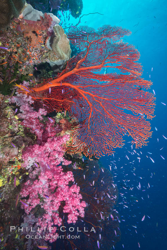 Sea fan gorgonian and dendronephthya soft coral on coral reef.  Both the sea fan gorgonian and the dendronephthya  are type of alcyonacea soft corals that filter plankton from passing ocean currents. Namena Marine Reserve, Namena Island, Fiji, Dendronephthya, Gorgonacea, Plexauridae, Pseudanthias, natural history stock photograph, photo id 31813
