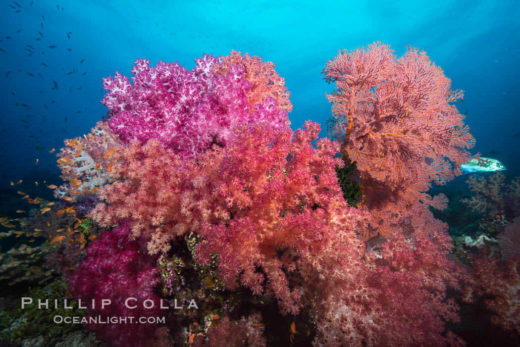 Sea fan gorgonian and dendronephthya soft coral on coral reef.  Both the sea fan gorgonian and the dendronephthya  are type of alcyonacea soft corals that filter plankton from passing ocean currents. Fiji, Dendronephthya, Gorgonacea, natural history stock photograph, photo id 31853