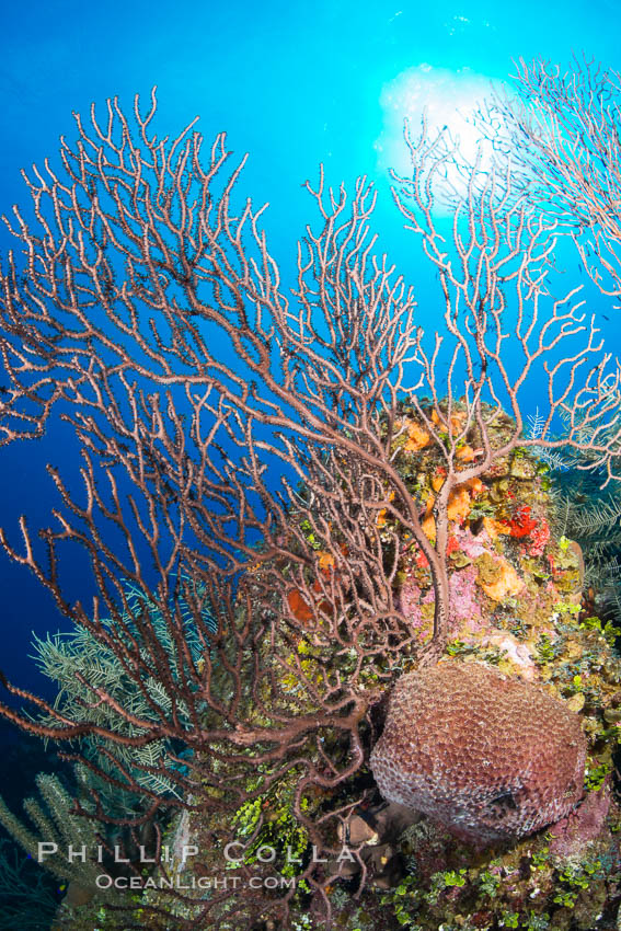 Sea fan gorgonian on coral reef, Grand Cayman Island. Cayman Islands, natural history stock photograph, photo id 32126