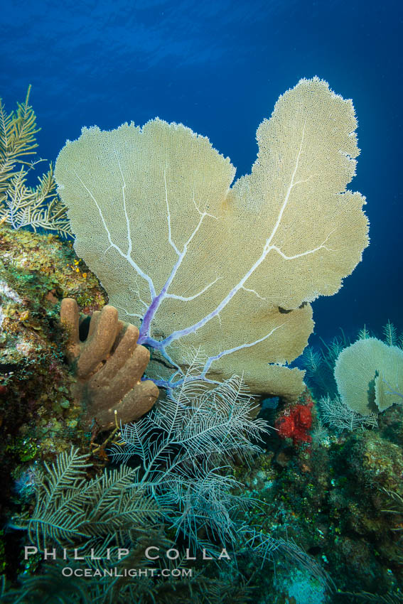 Sea fan gorgonian on coral reef, Grand Cayman Island. Cayman Islands, natural history stock photograph, photo id 32116