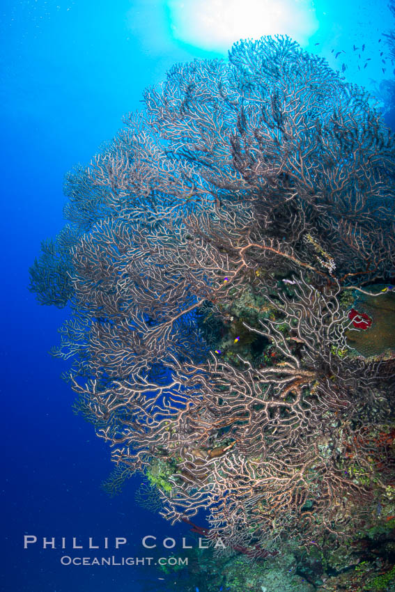 Sea fan gorgonian on coral reef, Grand Cayman Island. Cayman Islands, natural history stock photograph, photo id 32132