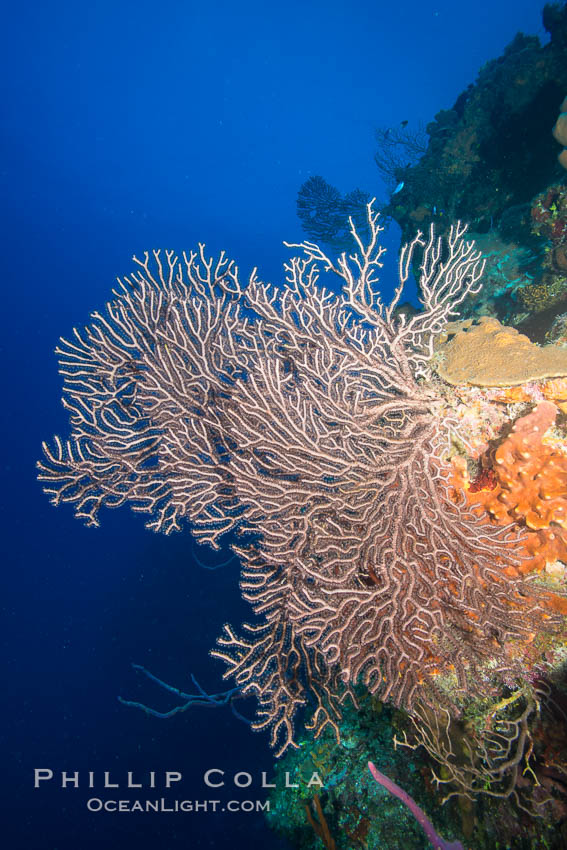 Sea fan gorgonian on coral reef, Grand Cayman Island. Cayman Islands, natural history stock photograph, photo id 32111