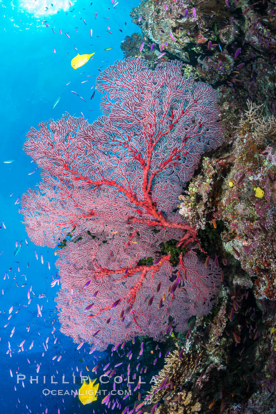 Plexauridae sea fan gorgonian and schooling Anthias on pristine and beautiful coral reef, Fiji. Wakaya Island, Lomaiviti Archipelago, Gorgonacea, Plexauridae, Pseudanthias, natural history stock photograph, photo id 31350