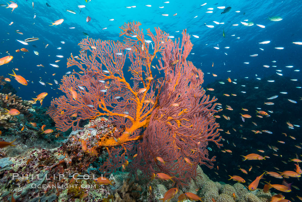 Plexauridae sea fan gorgonian and schooling Anthias on pristine and beautiful coral reef, Fiji. Gau Island, Lomaiviti Archipelago, Gorgonacea, Plexauridae, Pseudanthias, natural history stock photograph, photo id 31518