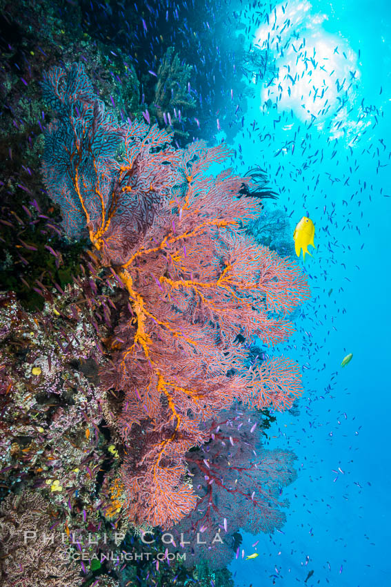 Sea fan gorgonian and schooling Anthias on pristine and beautiful coral reef, Fiji. Wakaya Island, Lomaiviti Archipelago, Gorgonacea, Plexauridae, Pseudanthias, natural history stock photograph, photo id 31538