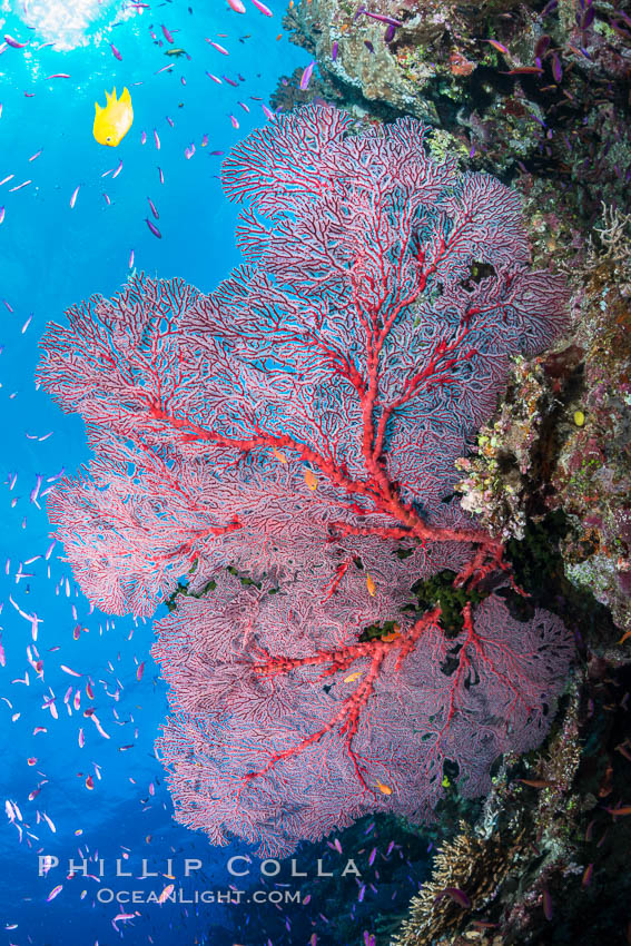 Plexauridae sea fan gorgonian and schooling Anthias on pristine and beautiful coral reef, Fiji. Wakaya Island, Lomaiviti Archipelago, Gorgonacea, Plexauridae, Pseudanthias, natural history stock photograph, photo id 31766